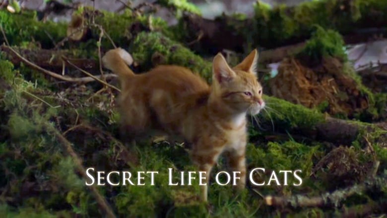 кадр из фильма The Secret Life of Cats