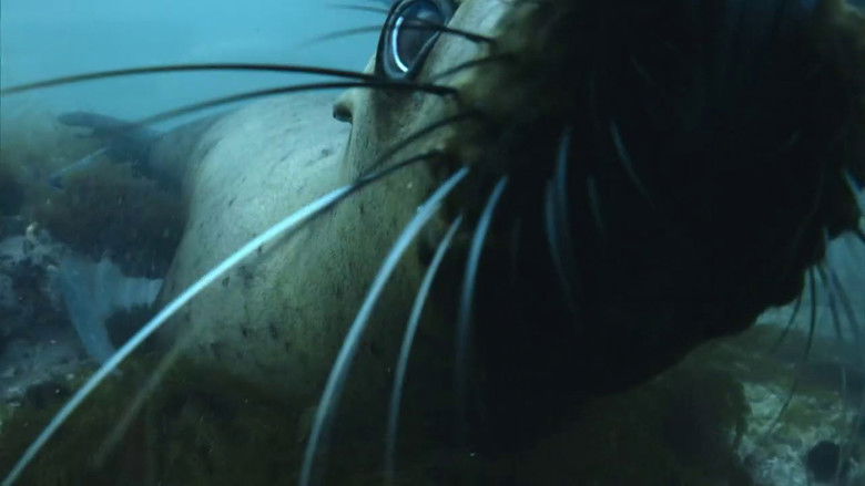 кадр из фильма The Old Man and the Sea Lion