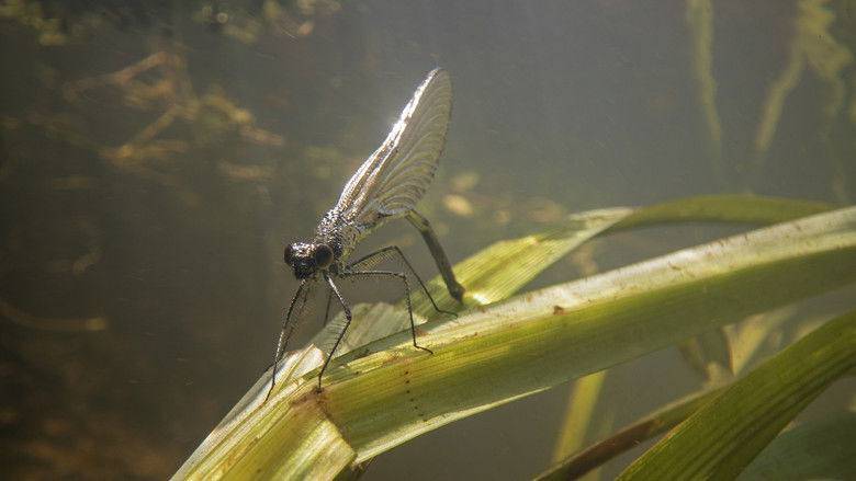 кадр из фильма Nederland onder water