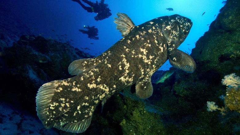 кадр из фильма Mission Gombessa - Die Jagd nach dem Methusalem der Meere