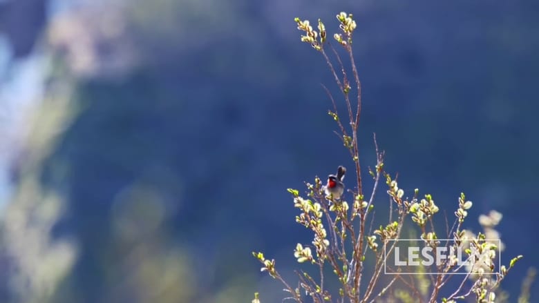 кадр из фильма Медведи Камчатки. Начало жизни