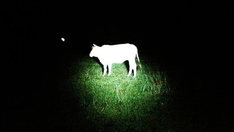 кадр из фильма Hindi Sila Tatanda