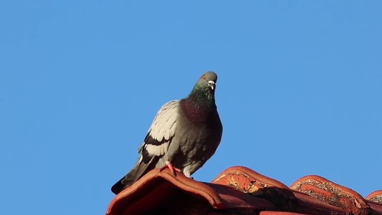 Pombo Doméstico: Herói ou Vilão?