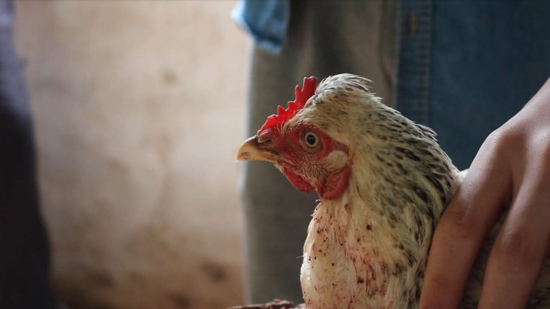 кадр из фильма Frangos Mortos