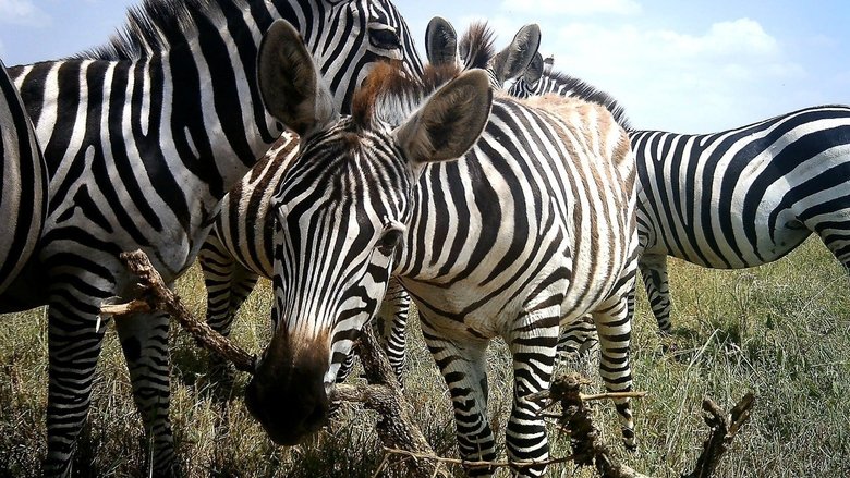 кадр из фильма Amazing Animal Selfies