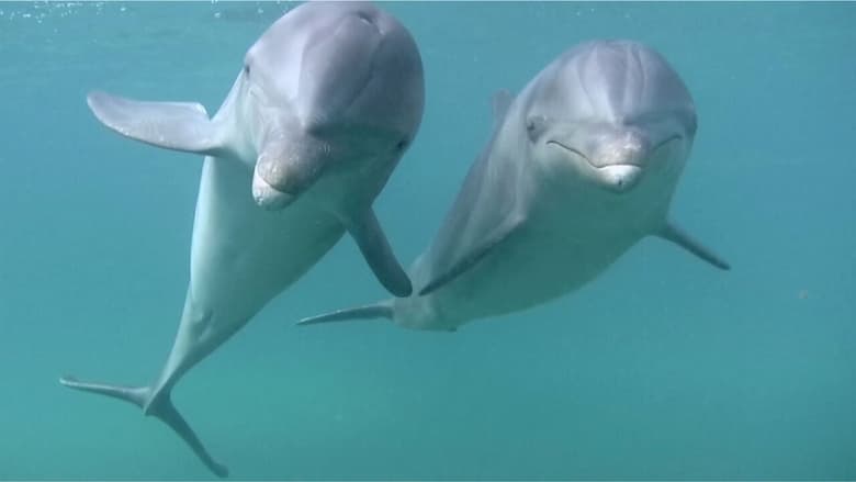 кадр из фильма Dolphins