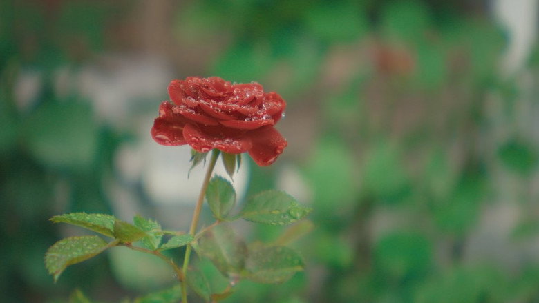 кадр из фильма ラプソディ・ラプソディ