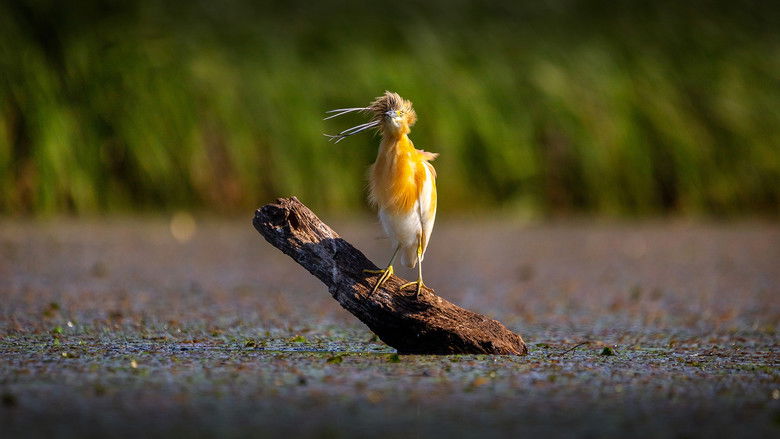 кадр из фильма Tisza-tó - Az ember alkotta paradicsom