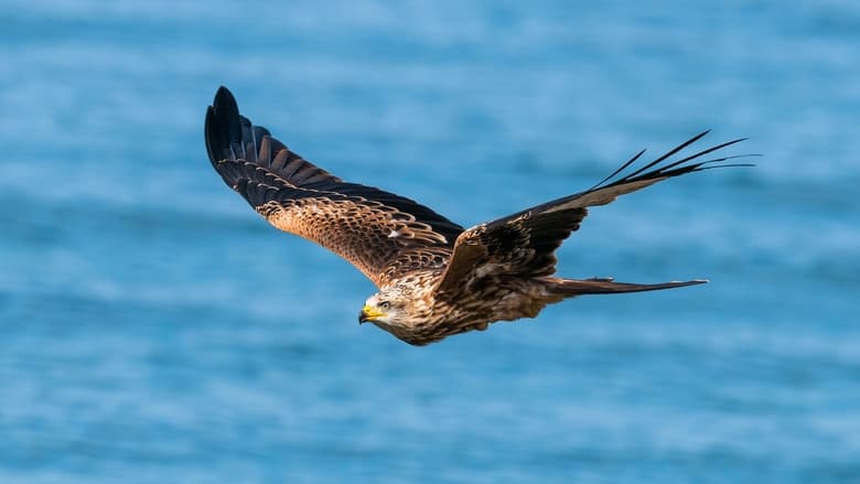 Zugvögel - Ein Jahr vergeht im Flug