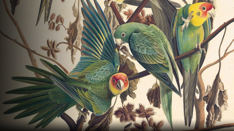 кадр из фильма Audubon