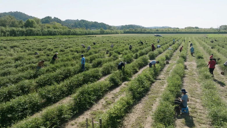 кадр из фильма Dictionnaire amoureux du parfum