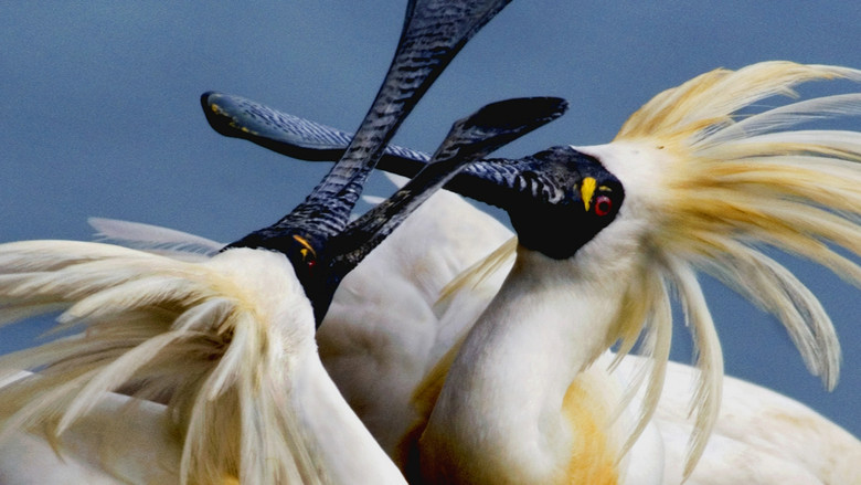 кадр из фильма 守護黑面琵鷺