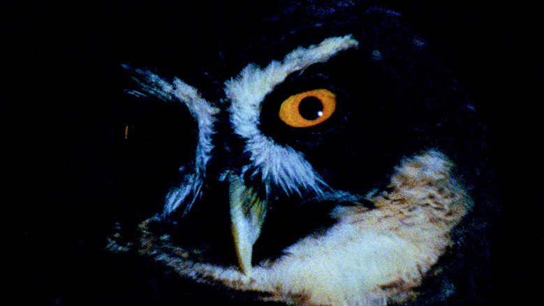 кадр из фильма Animal Eye