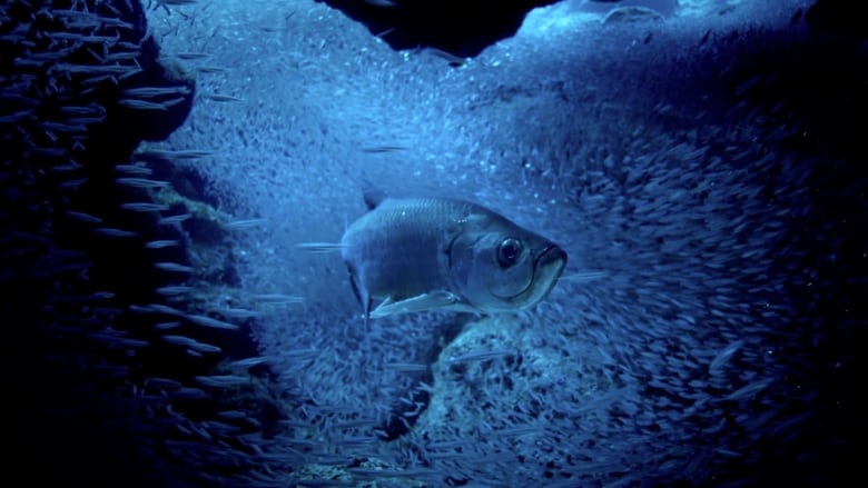 кадр из фильма Atlantic: The Wildest Ocean on Earth