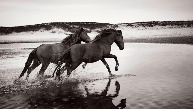 кадр из фильма Stronghold of Resistance: Sable Island & Her Legendary Horses