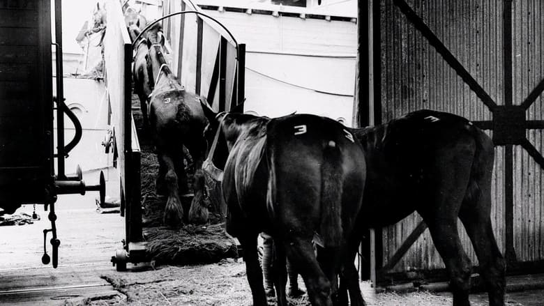 кадр из фильма Clydesdale: Saving the Greatest Horse