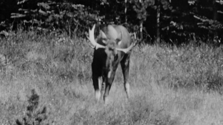 кадр из фильма Hinterland Who's Who: Moose