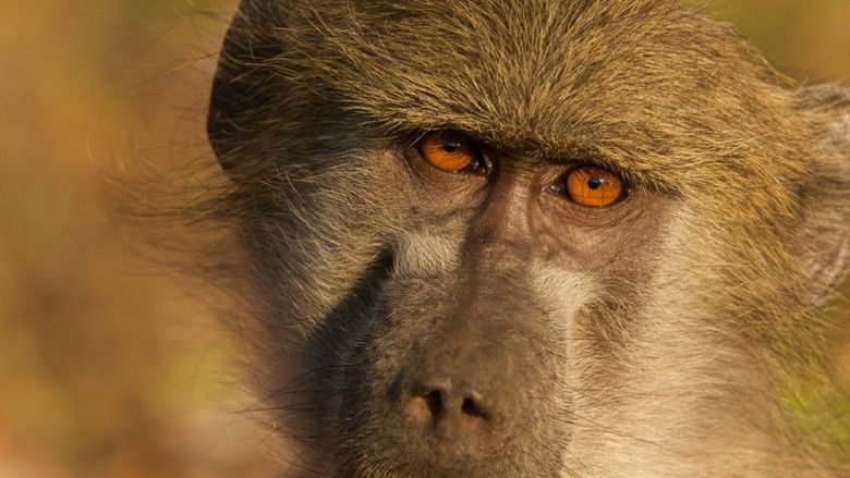 кадр из фильма Queen of the Baboons