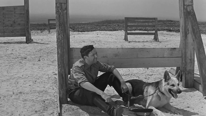 кадр из фильма Ко мне, Мухтар!