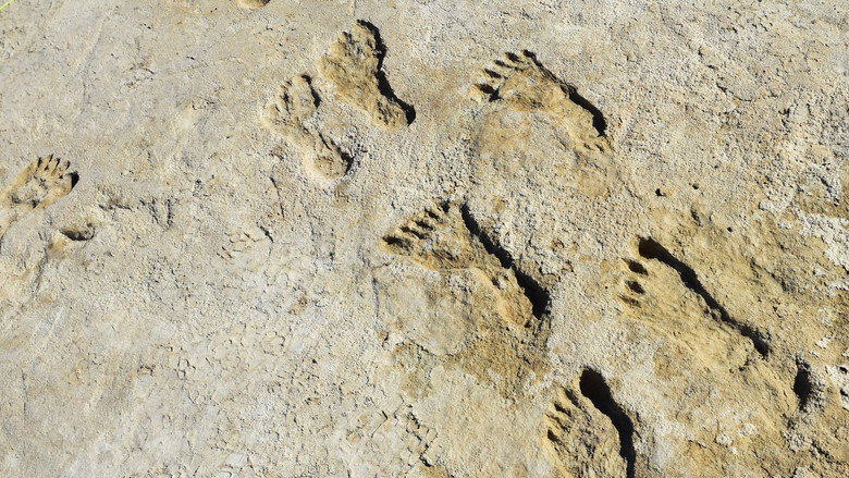 кадр из фильма Ice Age Footprints