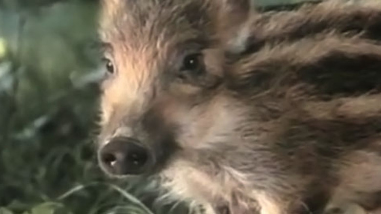 кадр из фильма Svet koji nestaje