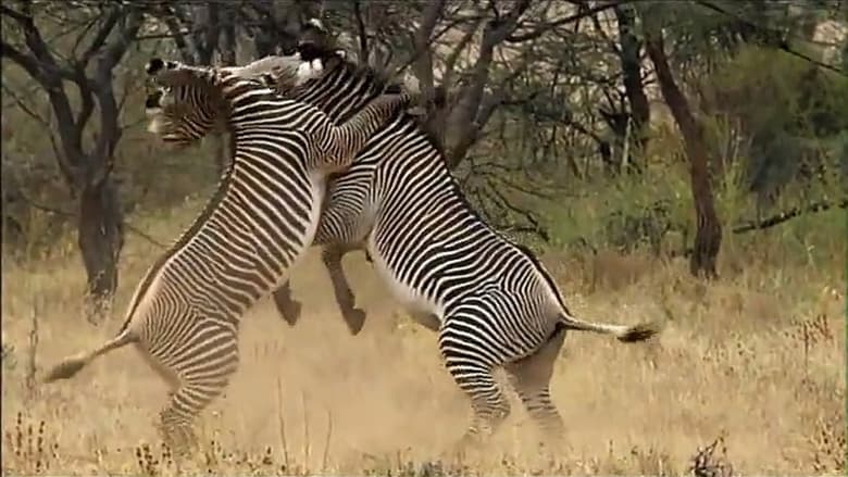 кадр из фильма Afrique Sauvage