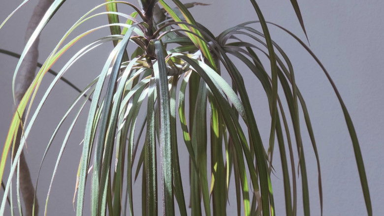 кадр из фильма Dear Chaemin