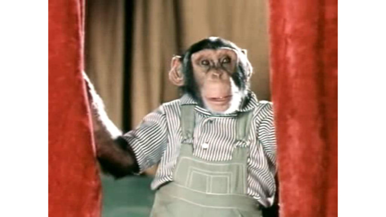 кадр из фильма Украли зебру