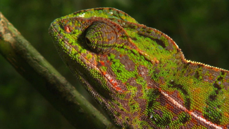 кадр из фильма Madagascar: Land of the Chameleons