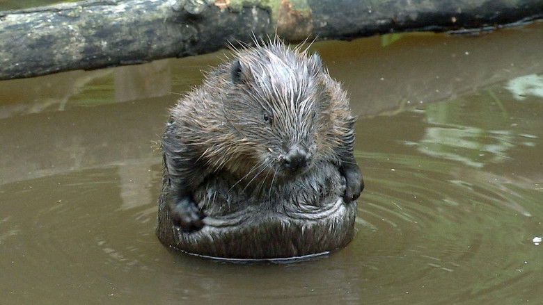 кадр из фильма Urwald von morgen – Nationalpark Eifel