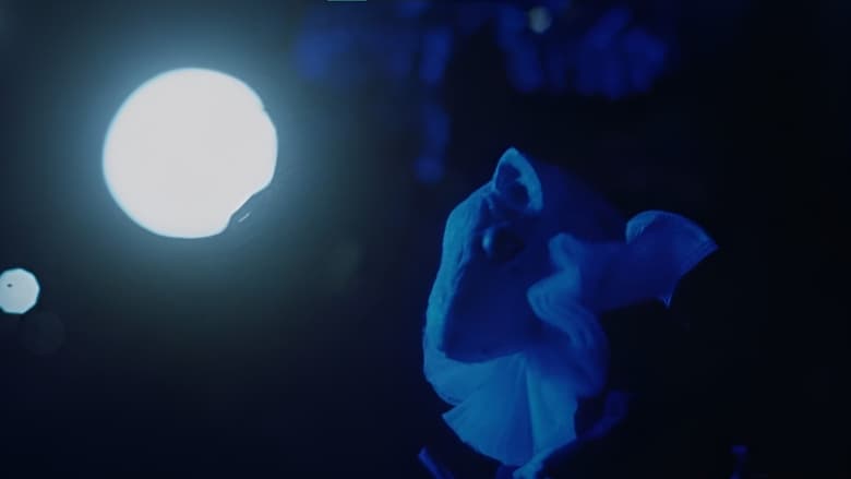 кадр из фильма Кровавый чай и красная ниточка