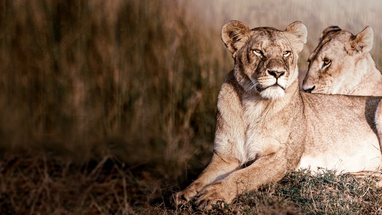 кадр из фильма Львиная династия