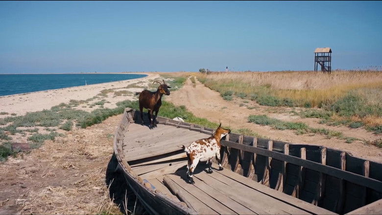 кадр из фильма Немає тіні у лісі