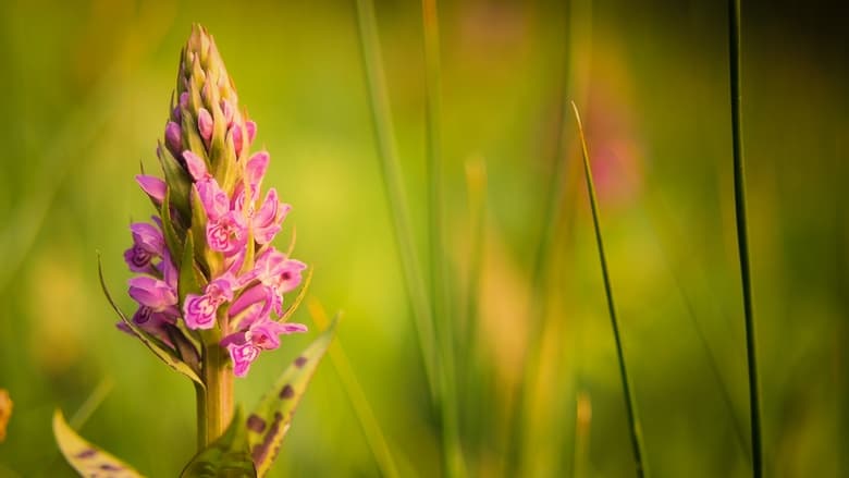 кадр из фильма Verborgene Schönheit: Die Orchideen des Saaletals