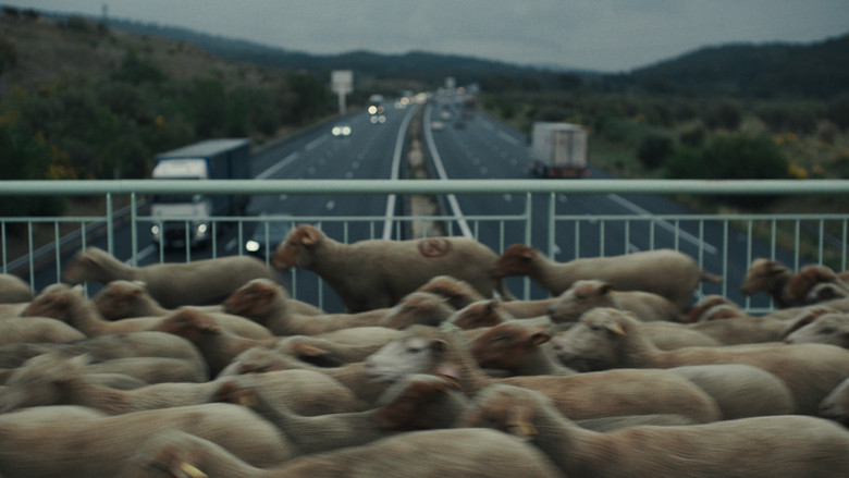 кадр из фильма Пастухи