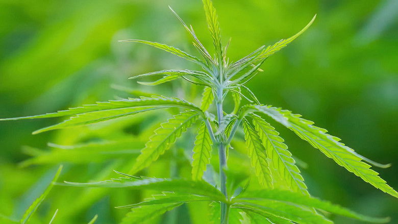 кадр из фильма Cannabis