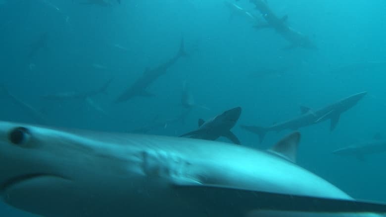 кадр из фильма Great Shark Chow Down