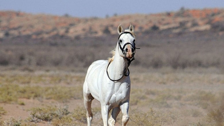 кадр из фильма Tornado and the Kalahari Horse Whisperer