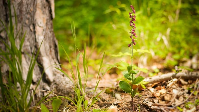 кадр из фильма Verborgene Schönheit: Die Orchideen des Saaletals