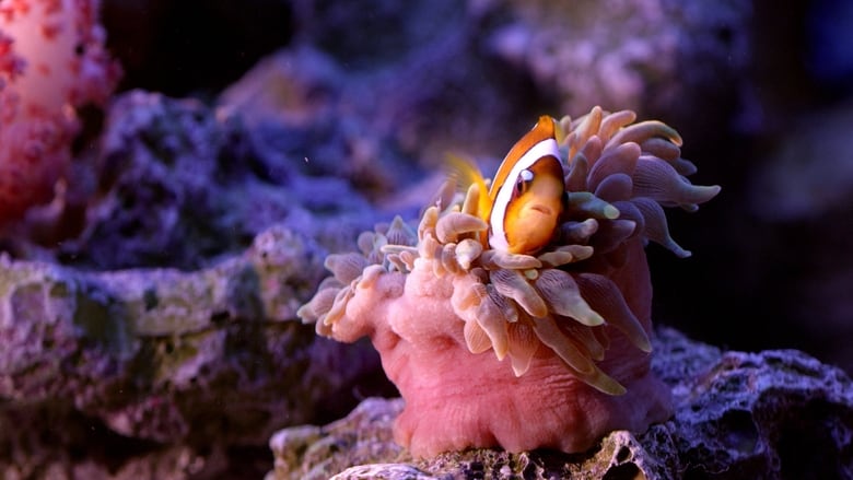 кадр из фильма 美力台灣3D