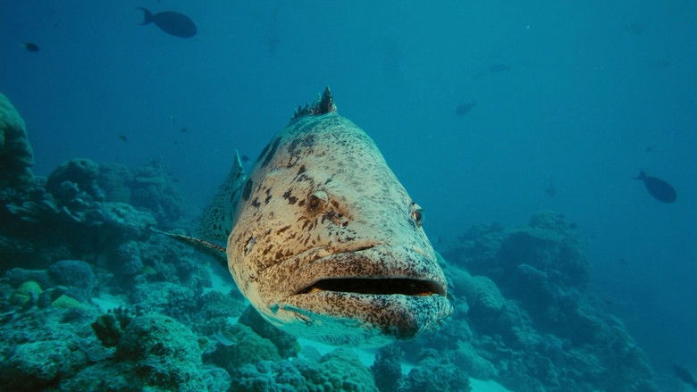 кадр из фильма На глубине морской 3D