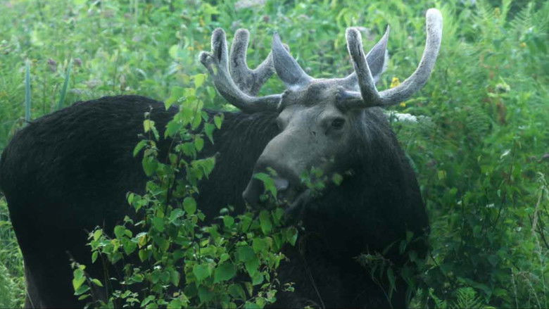 кадр из фильма Sengirė