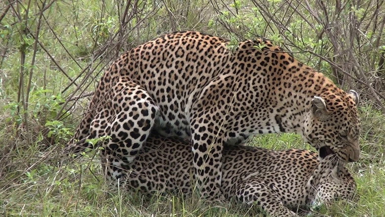 кадр из фильма Faszination Afrika