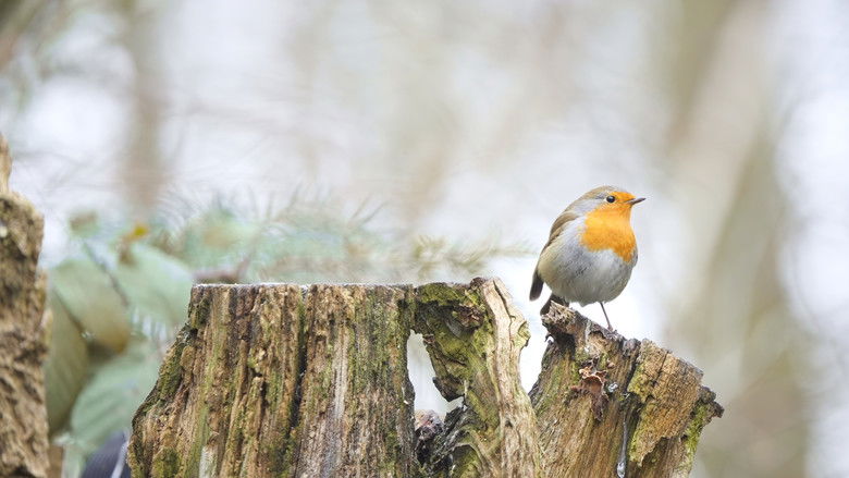 кадр из фильма Geruisloos