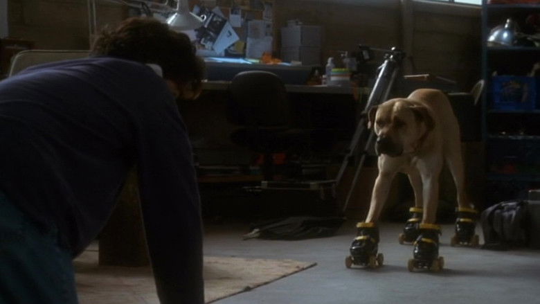 кадр из фильма Правда о кошках и собаках