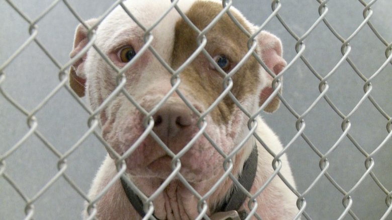 кадр из фильма One Nation Under Dog:  Stories of Fear, Loss and Betrayal