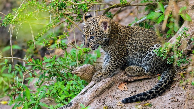 кадр из фильма Die Leopardin