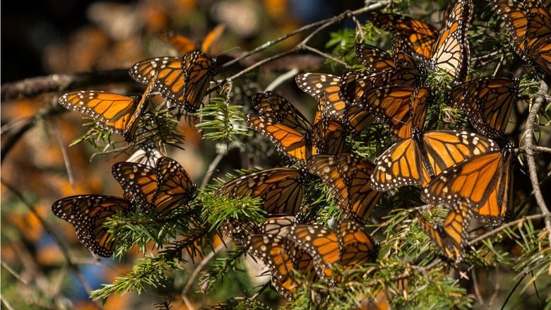 кадр из фильма The Guardians