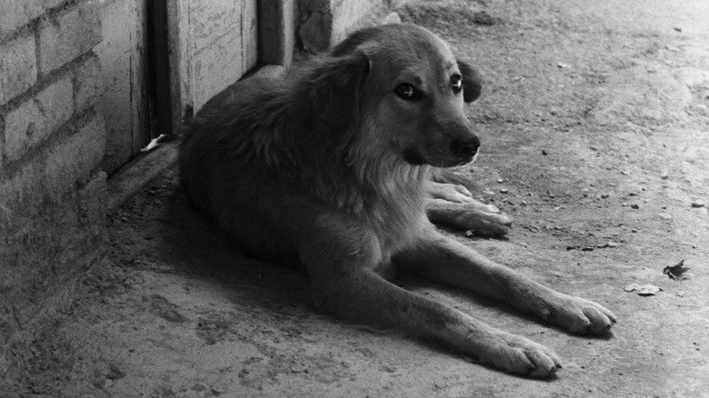 кадр из фильма نان و کوچه‎‎