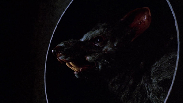 кадр из фильма Крысы